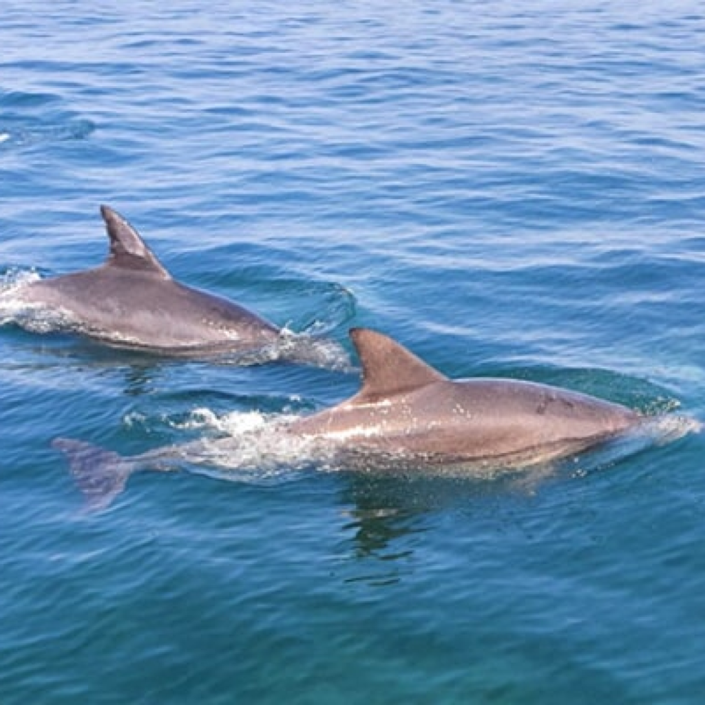 Dolphin Watching Tour at Hamo Beach, Jeju – ₩25,000 ~ - K stay | 케이스테이